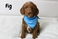 Fig, a male Goldendoodle for sale in Casa Grande, AZ – 2 of 2