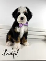 Bashful, a male Bernedoodle for sale in Casa Grande, AZ – 1 of 3