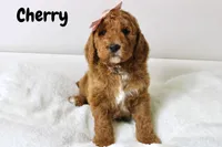 Cherry, a female Goldendoodle for sale in Casa Grande, AZ – 2 of 2