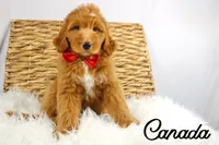 Canada, a male Bernedoodle for sale in Casa Grande, AZ – 2 of 3