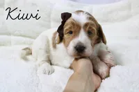 Kiwi, a female Goldendoodle for sale in Casa Grande, AZ – 2 of 2