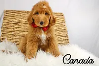 Canada, a male Bernedoodle for sale in Casa Grande, AZ – 3 of 3