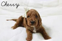 Cherry, a female Goldendoodle for sale in Casa Grande, AZ – 2 of 2