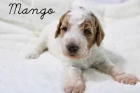 Mango, a male Goldendoodle for sale in Casa Grande, AZ – 2 of 2