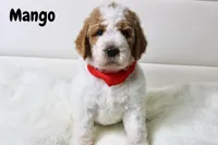 Mango, a male Goldendoodle for sale in Casa Grande, AZ – 1 of 2