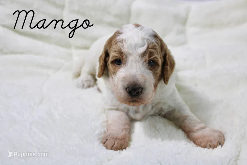 Mango – Goldendoodle puppy for sale in Casa Grande, AZ