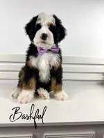 Bashful, a male Bernedoodle for sale in Casa Grande, AZ – 2 of 3