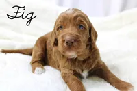 Fig, a male Goldendoodle for sale in Casa Grande, AZ – 1 of 2