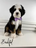 Bashful, a male Bernedoodle for sale in Casa Grande, AZ – 3 of 3