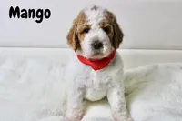 Mango, a male Goldendoodle for sale in Casa Grande, AZ – 2 of 2