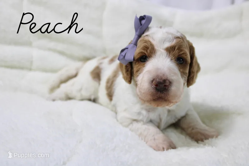 Peach – Goldendoodle puppy for sale in Casa Grande, AZ