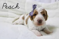 Peach, a female Goldendoodle for sale in Casa Grande, AZ – 2 of 2