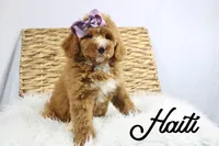 Haiti, a female Bernedoodle for sale in Casa Grande, AZ – 2 of 3