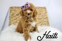 Haiti, a female Bernedoodle for sale in Casa Grande, AZ – 3 of 3