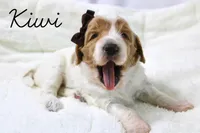 Kiwi, a female Goldendoodle for sale in Casa Grande, AZ – 1 of 2
