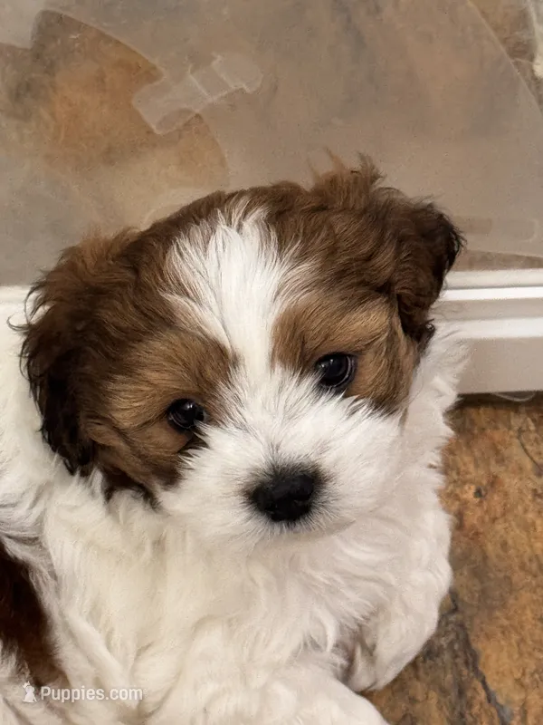 Hana – Shih Tzu puppy for sale in Silver Spring, MD