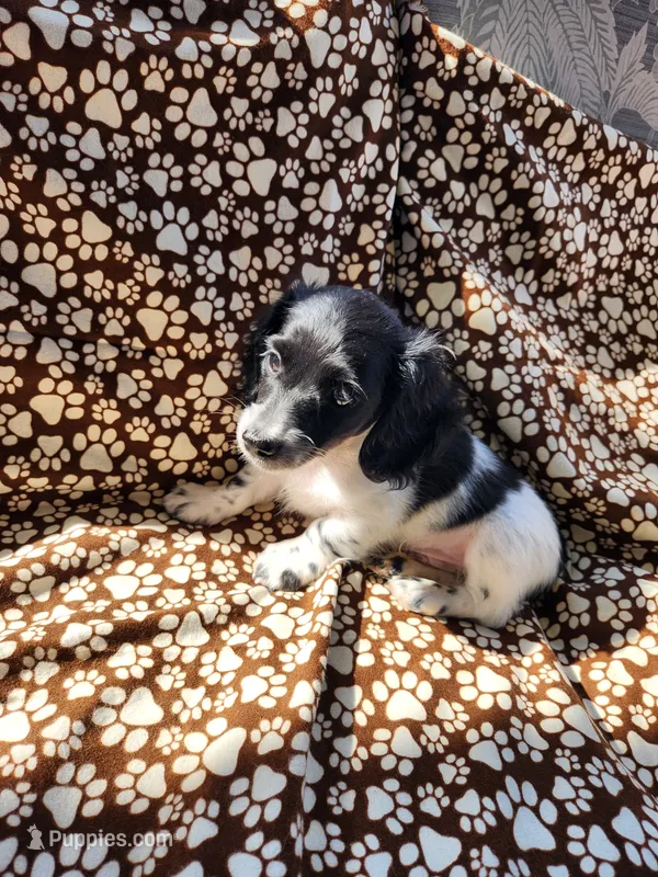 MALE MINIATURE DACHSHUND -2- – Miniature Dachshund puppy for sale in Austinville, VA