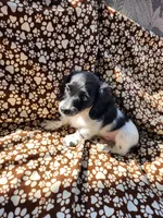 MALE MINIATURE DACHSHUND -2-, a male Miniature Dachshund for sale in Austinville, VA – 1 of 4