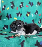 MALE MINIATURE DACHSHUND-1-, a male Miniature Dachshund for sale in Austinville, VA – 4 of 4