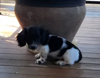 MALE MINIATURE DACHSHUND -2-, a male Miniature Dachshund for sale in Austinville, VA – 4 of 4