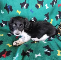 MALE MINIATURE DACHSHUND-1-, a male Miniature Dachshund for sale in Austinville, VA – 3 of 4