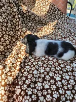 MALE MINIATURE DACHSHUND -2-, a male Miniature Dachshund for sale in Austinville, VA – 3 of 4