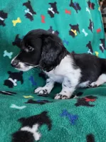 MALE MINIATURE DACHSHUND-1-, a male Miniature Dachshund for sale in Austinville, VA – 2 of 4
