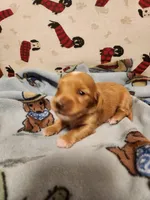 AKC RED, a male Miniature Dachshund for sale in Austinville, VA – Photo 1 of 5