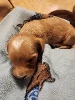 AKC RED, a male Miniature Dachshund for sale in Austinville, VA – Photo 5 of 5