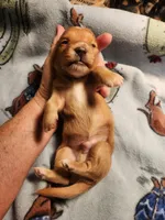 AKC RED, a male Miniature Dachshund for sale in Austinville, VA – Photo 4 of 5