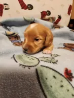 AKC RED, a male Miniature Dachshund for sale in Austinville, VA – Photo 3 of 5