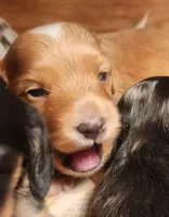 AKC RED, a male Miniature Dachshund for sale in Austinville, VA – Photo 2 of 5