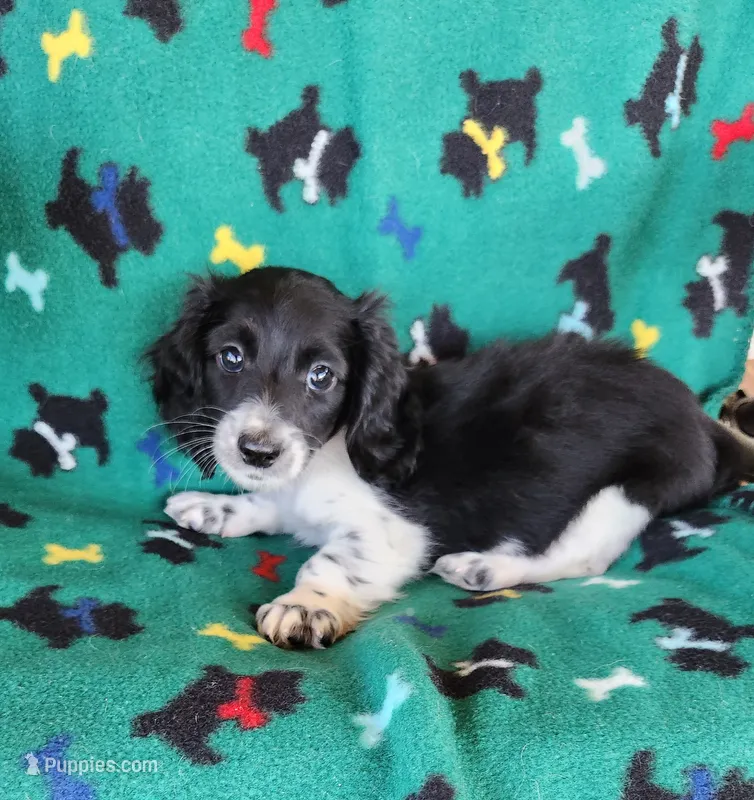 MALE MINIATURE DACHSHUND-1- – Miniature Dachshund puppy for sale in Austinville, VA