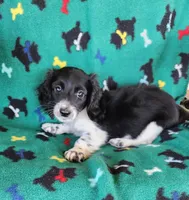 MALE MINIATURE DACHSHUND-1-, a male Miniature Dachshund for sale in Austinville, VA – 1 of 4