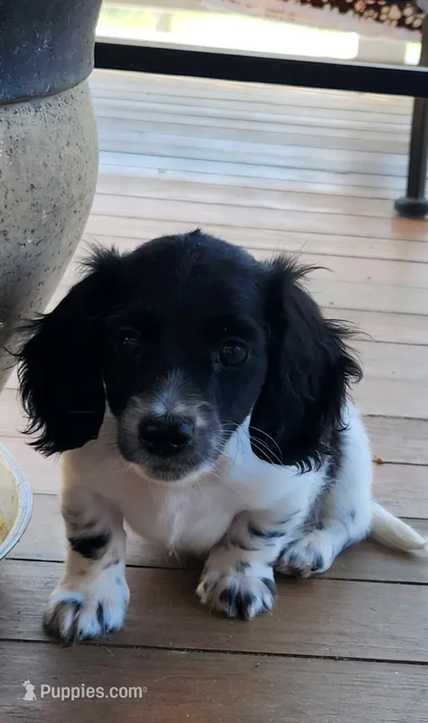 MALE MINIATURE DACHSHUND -2- – Miniature Dachshund puppy for sale in Austinville, VA