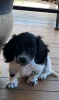 MALE MINIATURE DACHSHUND -2-, a male Miniature Dachshund for sale in Austinville, VA – 2 of 4