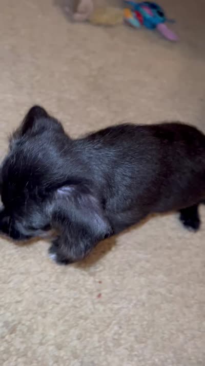 Shadow , a male Chihuahua and Poodle - Standard  for sale in Columbia, MD – 7 of 7