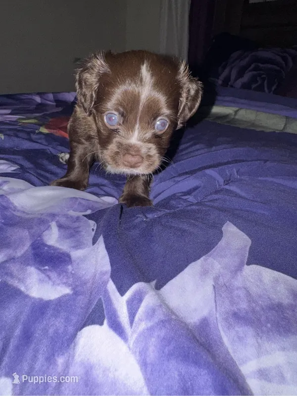 Prince – Chihuahua, Poodle - Standard  puppy for sale in Columbia, MD