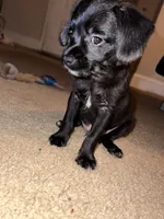 Shadow , a male Chihuahua and Poodle - Standard  for sale in Columbia, MD – 5 of 7
