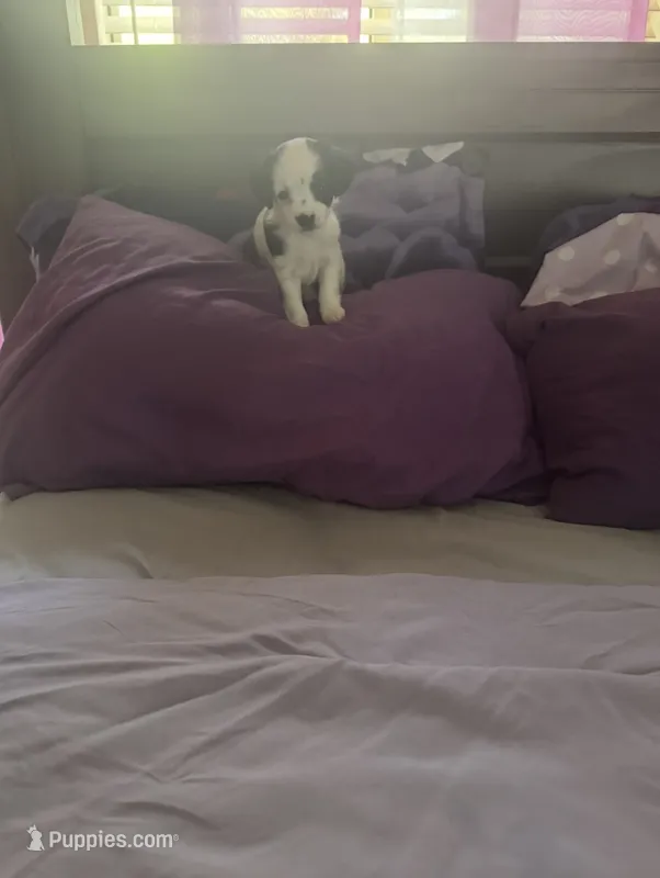 Bella – Cavapoo, Chihuahua puppy for sale in Columbia, MD