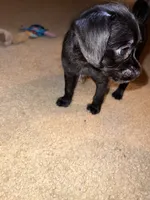 Shadow , a male Chihuahua and Poodle - Standard  for sale in Columbia, MD – 6 of 7