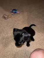 Shadow , a male Chihuahua and Poodle - Standard  for sale in Columbia, MD – 4 of 7