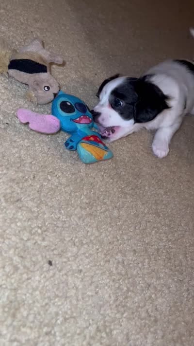 Bella, a female Cavapoo and Chihuahua for sale in Columbia, MD – 9 of 9