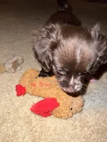 Prince, a male Chihuahua and Poodle - Standard  for sale in Columbia, MD – 5 of 6