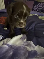 Prince, a male Chihuahua and Poodle - Standard  for sale in Columbia, MD – 2 of 6