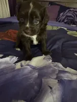 Prince, a male Chihuahua and Poodle - Standard  for sale in Columbia, MD – 4 of 6