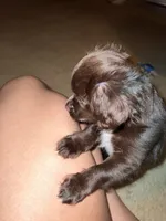 Prince, a male Chihuahua and Poodle - Standard  for sale in Columbia, MD – 6 of 6
