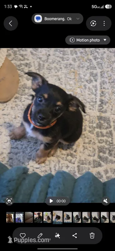 Princess – Chihuahua, Yorkshire Terrier puppy for sale in Naples, FL