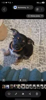 Princess, a female Chihuahua and Yorkshire Terrier for sale in Naples, FL – Photo 1 of 2