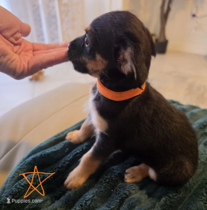 Princess – Chihuahua, Yorkshire Terrier puppy for sale in Naples, FL